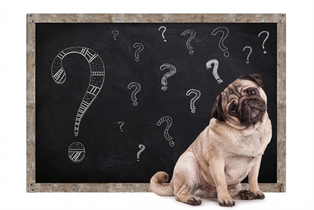La différence entre un éducateur canin et un dresseur canin