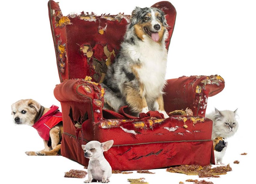 blog chiens destructeurs