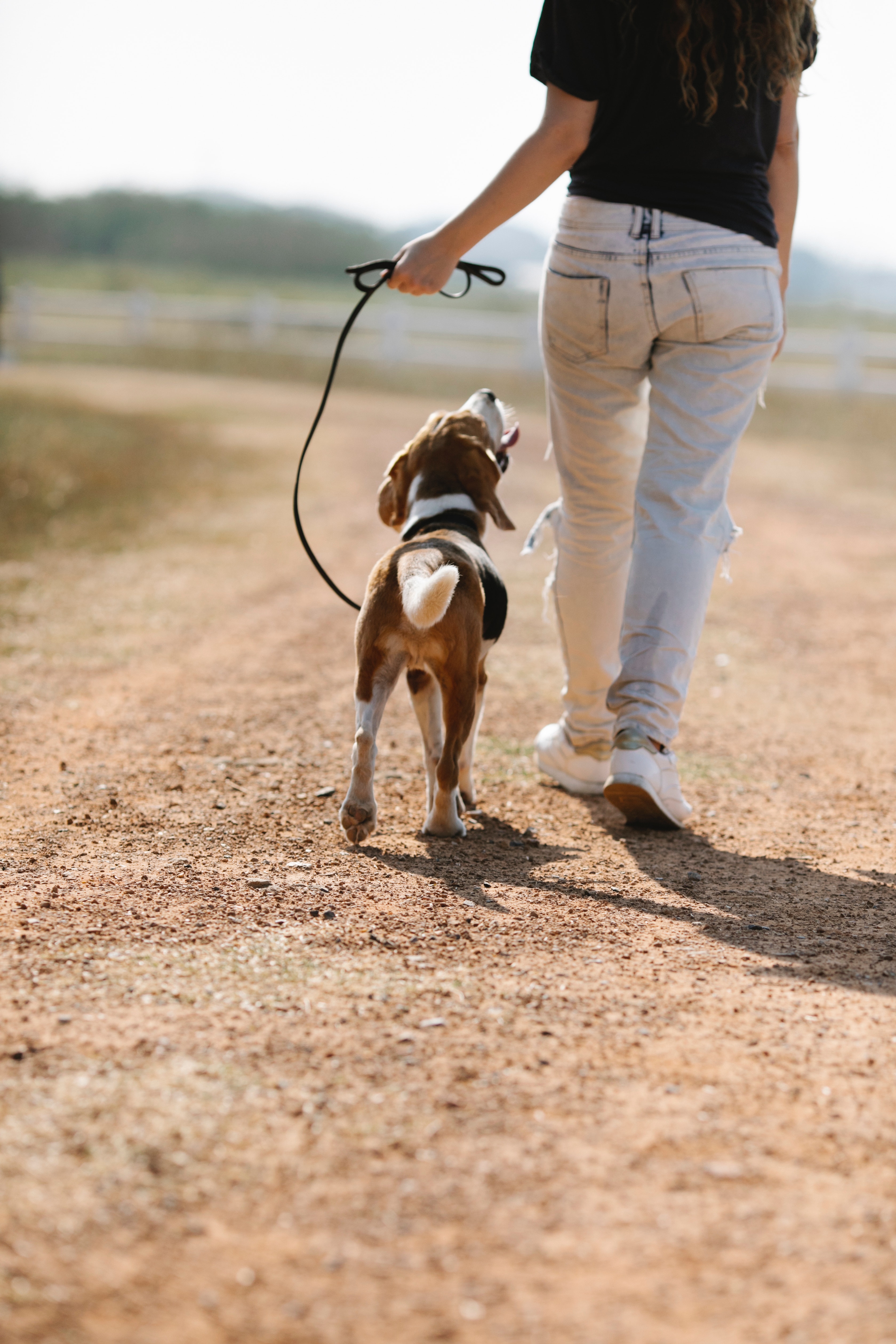Chien en balade avec son humain