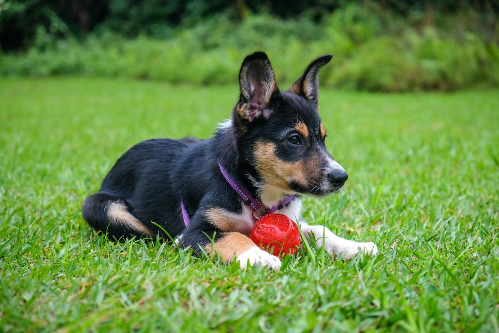 chiot balle rouge
